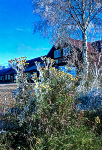 Frostat höst- eller vinterlandskap med gulblommande växter i förgrunden och mörkt trähus med vita fönster under klarblå himmel i bakgrunden.
