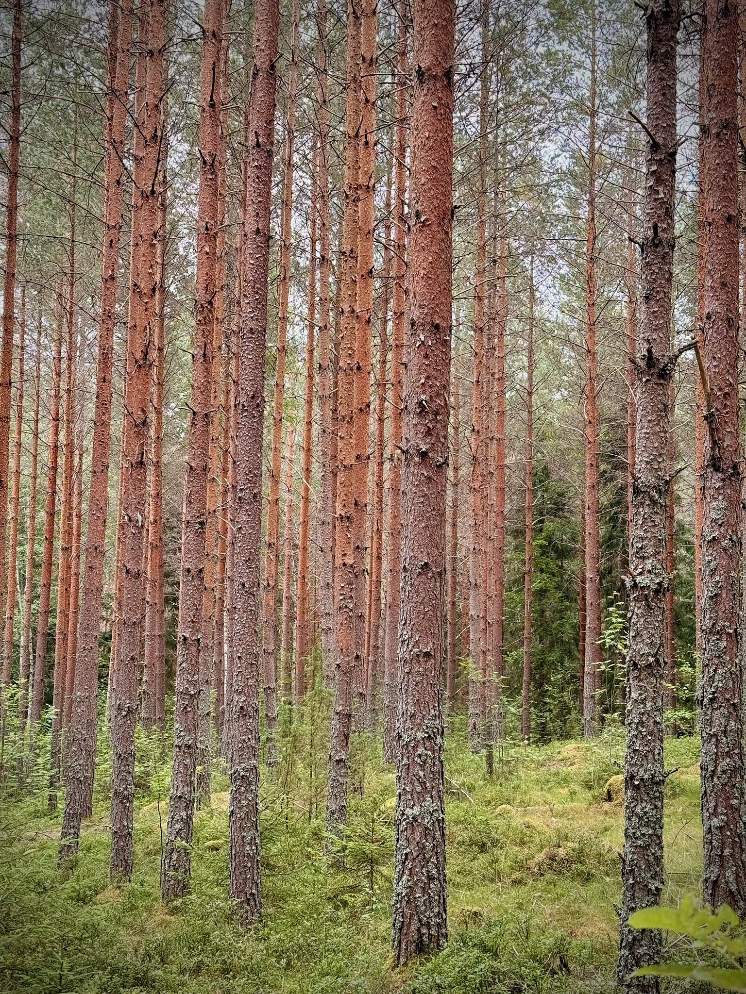 Tallskog från Allmoge.